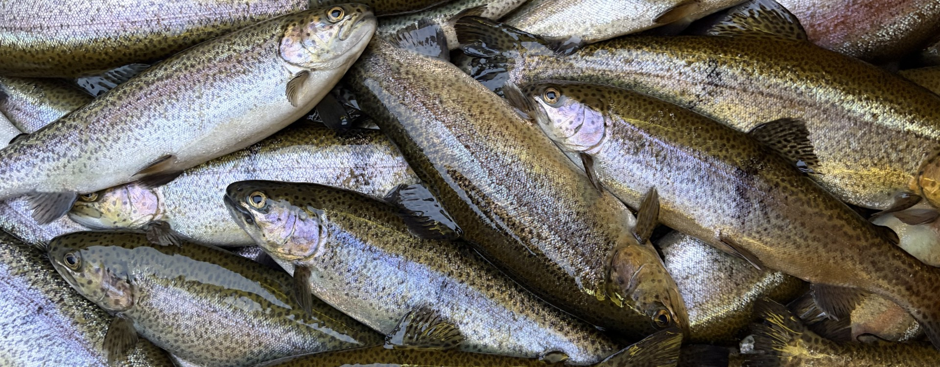 trout_bg